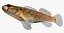 Collezione Darter Fish 4