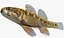 Collezione Darter Fish 4