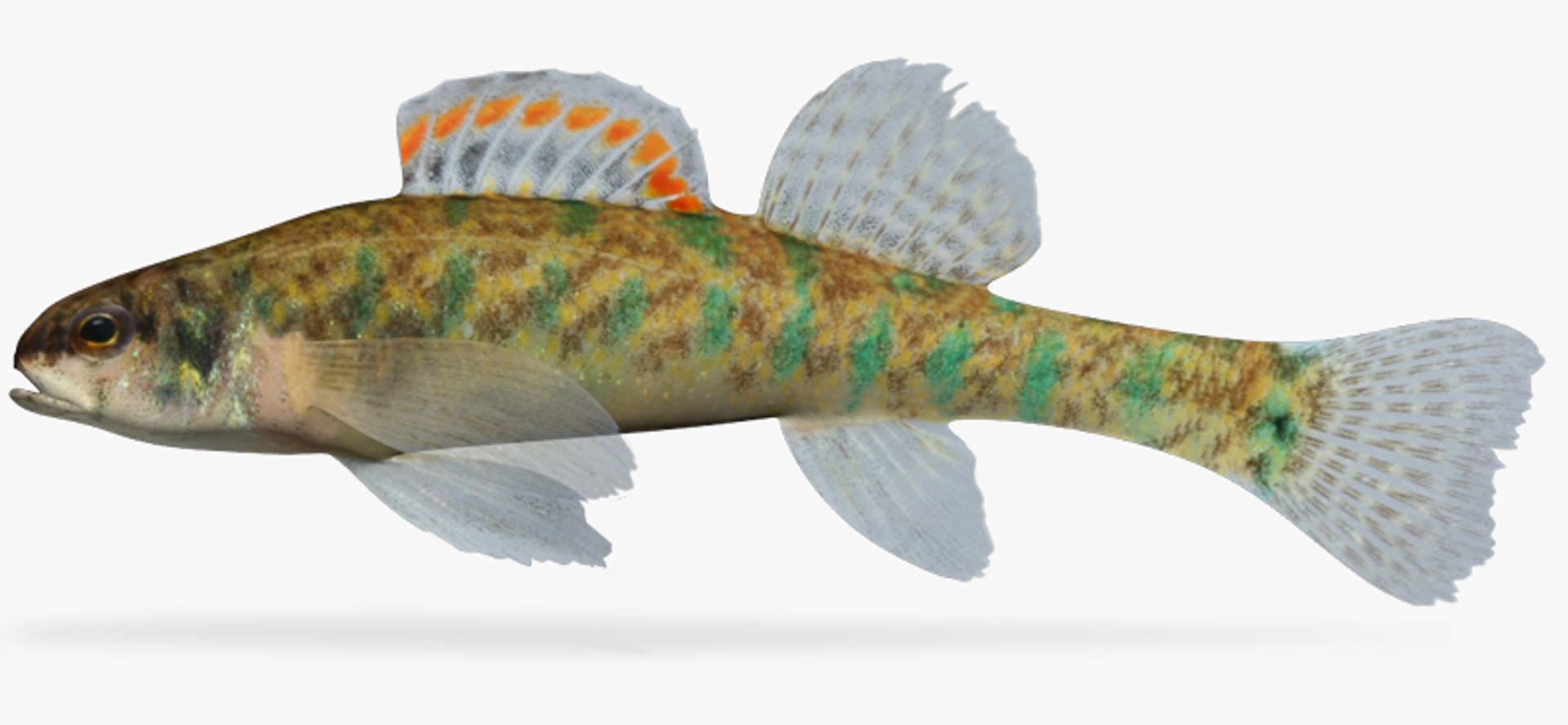 darter fish 3d fbx https://p.turbosquid.com/ts-thumb/1g/Fu3xyO/EOi6qiGs/1/jpg/1453382486/1920x1080/fit_q87/090c7853afd6f33cd34824675878efc128d35a67/1.jpg