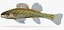 Collezione Darter Fish 4
