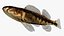 Collezione Darter Fish 4