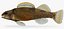 Collezione Darter Fish 4