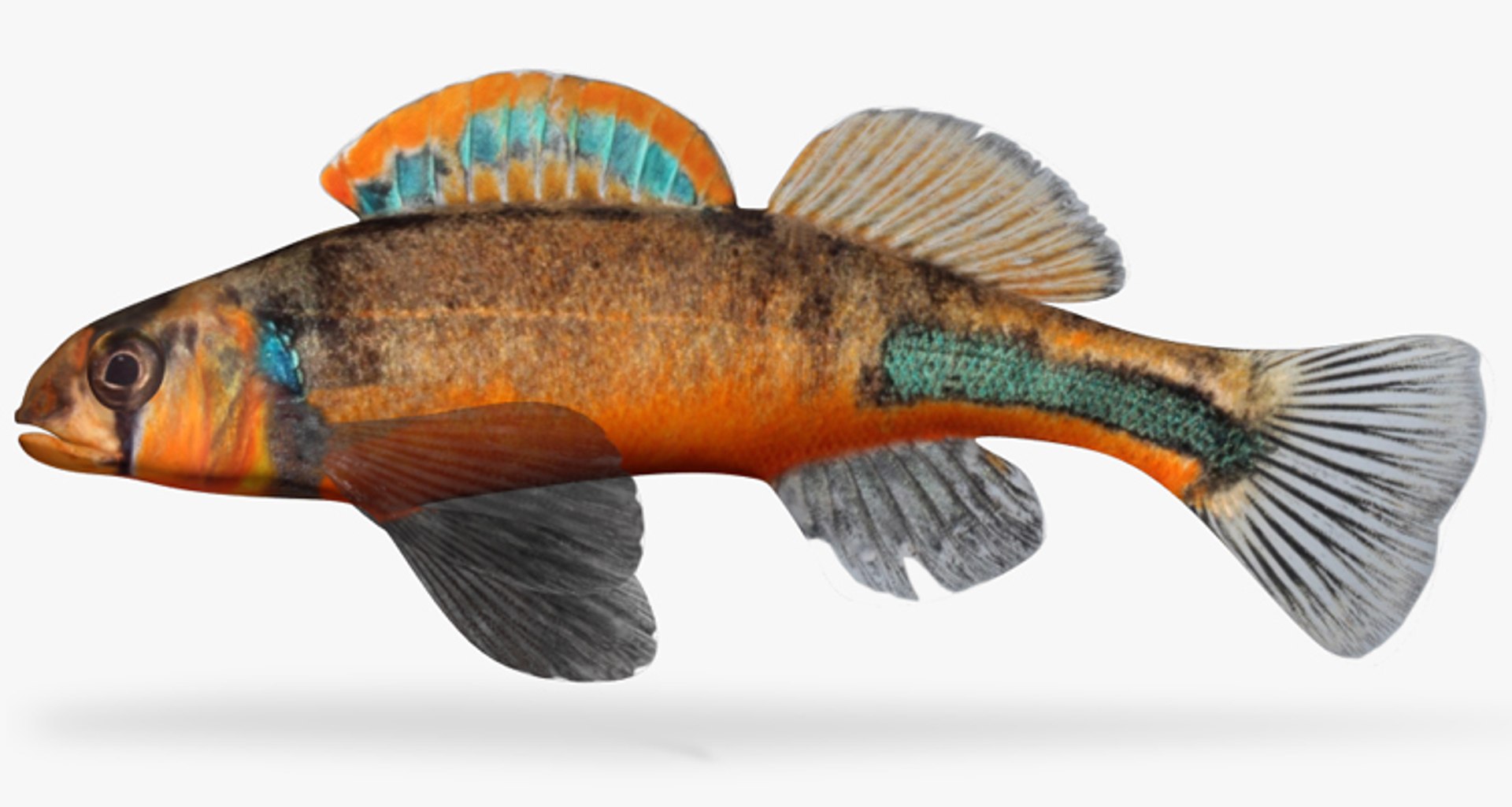 darter fish 3d fbx https://p.turbosquid.com/ts-thumb/1g/Fu3xyO/OHVDU2sU/1/jpg/1453382575/1920x1080/fit_q87/f9563100bed0a9300a2cbcc1bd68e8001a2f496a/1.jpg