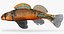 Collezione Darter Fish 4