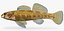 Collezione Darter Fish 4