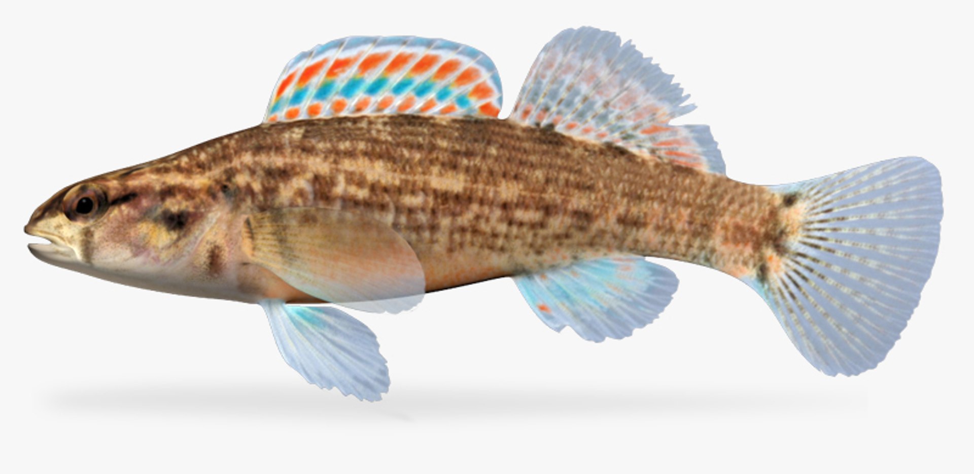 darter fish 3d fbx https://p.turbosquid.com/ts-thumb/1g/Fu3xyO/Q8mmtEKW/1/jpg/1453382629/1920x1080/fit_q87/fec95aca86361bcb1d1af21703fbd44f58a01271/1.jpg