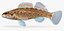Collezione Darter Fish 4