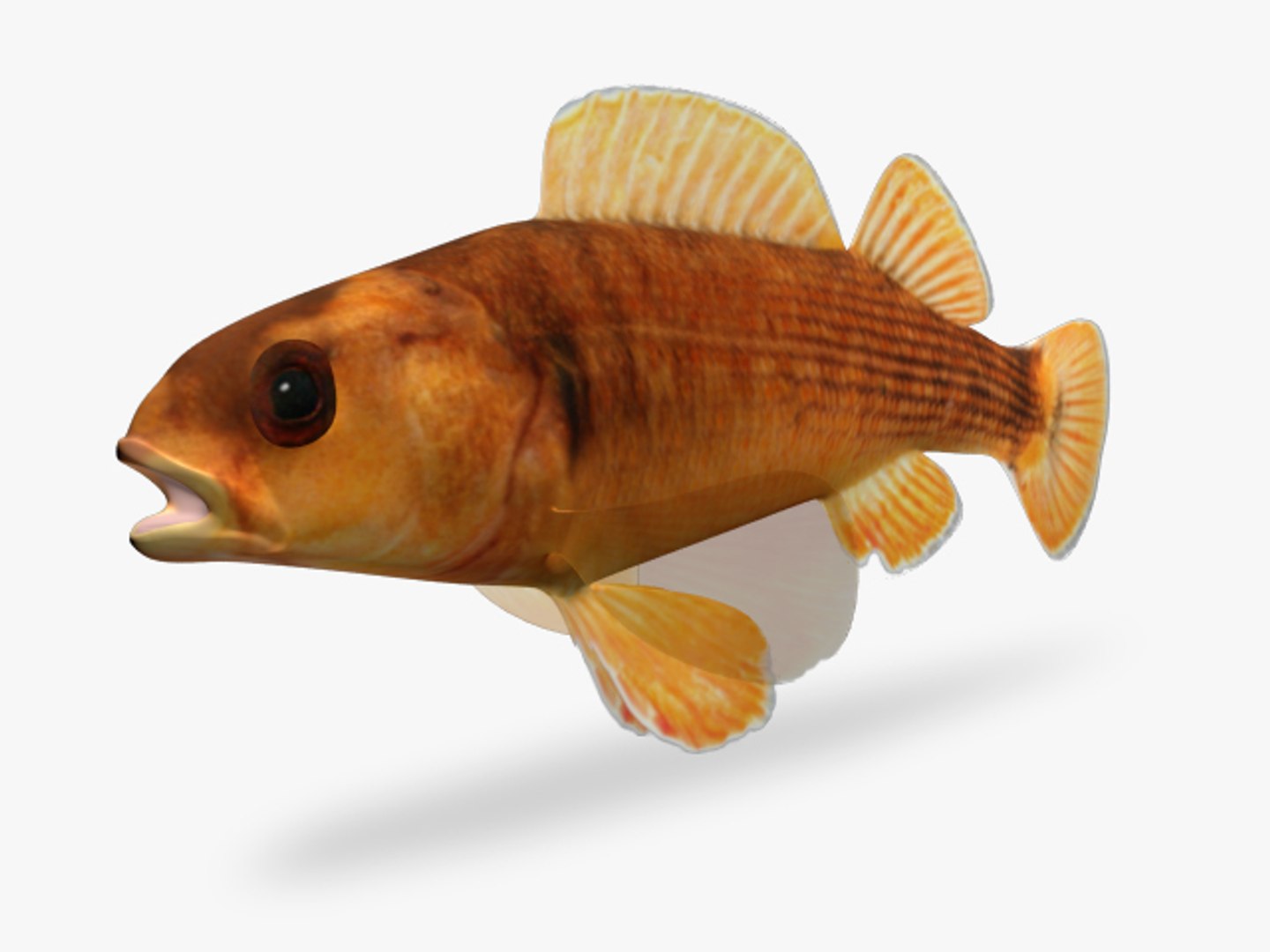 darter fish 3d fbx https://p.turbosquid.com/ts-thumb/1g/Fu3xyO/Usj8zDEy/2/jpg/1453379988/1920x1080/fit_q87/93bc80fe343d102f5987f8b49d2c620c4bd00894/2.jpg