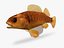 Collezione Darter Fish 4
