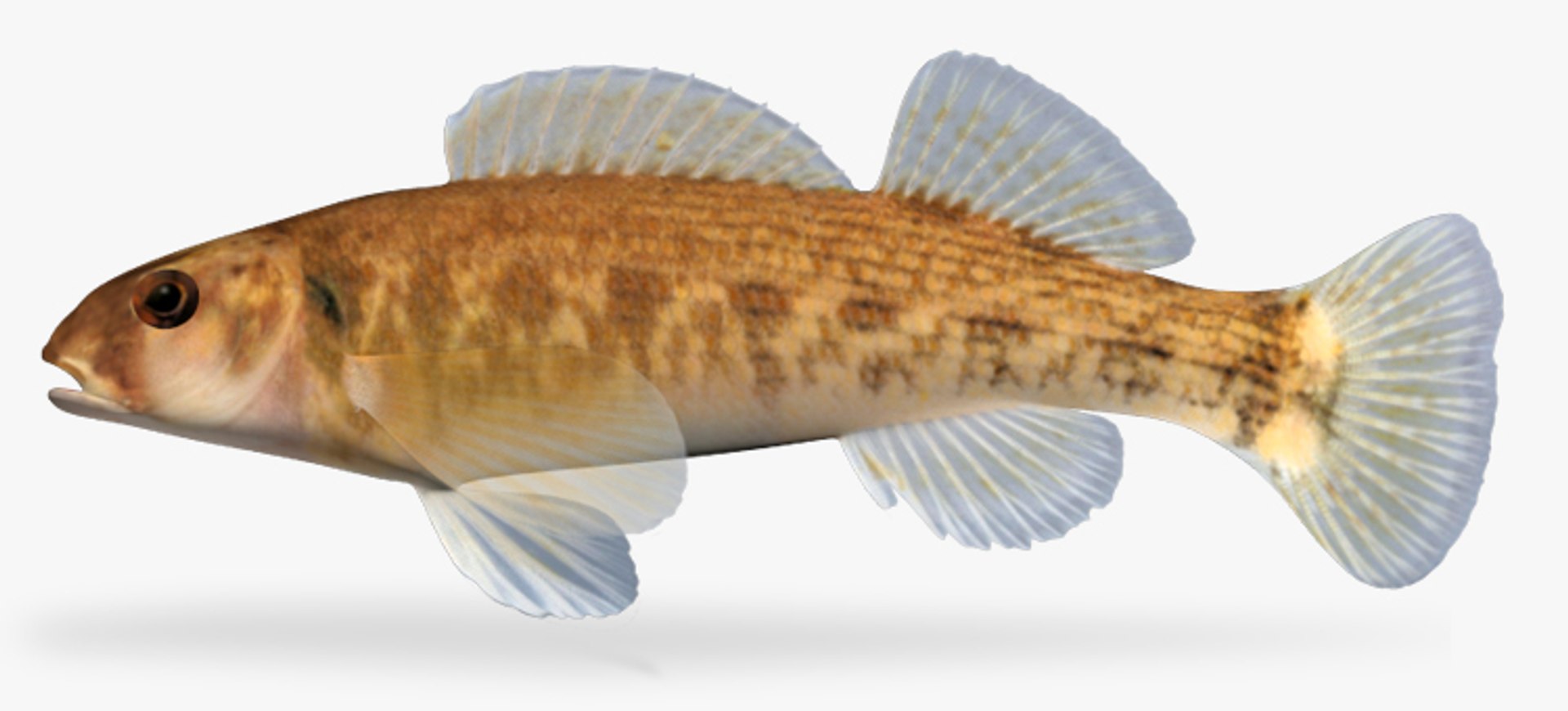 darter fish 3d fbx https://p.turbosquid.com/ts-thumb/1g/Fu3xyO/UwOANqE1/1/jpg/1453379998/1920x1080/fit_q87/d1c5e4a83be7dd22af3edc36ee1f9dec6792f5ad/1.jpg