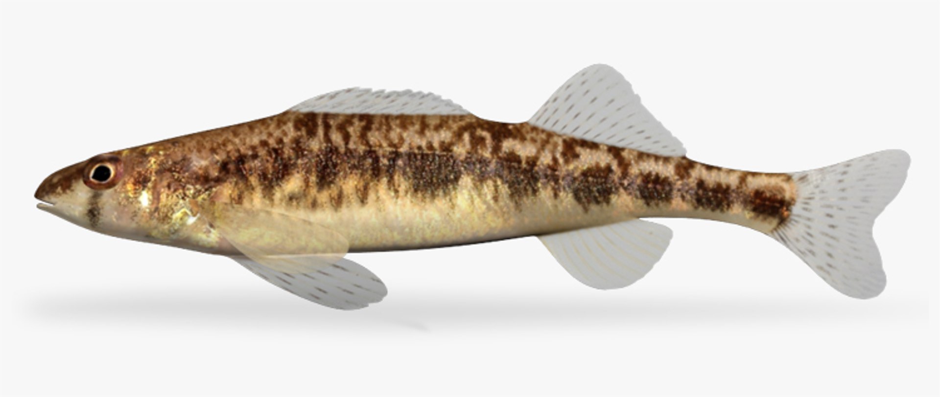 darter fish 3d fbx https://p.turbosquid.com/ts-thumb/1g/Fu3xyO/YkcOPsa4/1/jpg/1453382684/1920x1080/fit_q87/6843853ba4fcbb122a5d22d274e62ec34d1be326/1.jpg