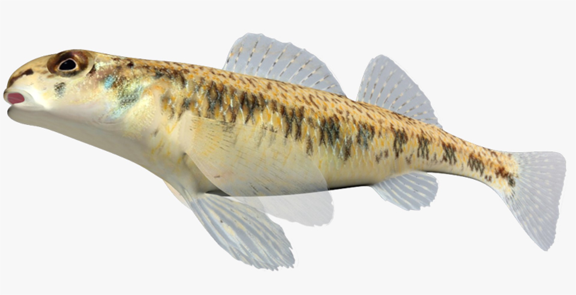darter fish 3d fbx https://p.turbosquid.com/ts-thumb/1g/Fu3xyO/aOdMfEMr/2/jpg/1453382615/1920x1080/fit_q87/c214f2d26790779f5f776dab744734019b84e985/2.jpg