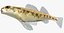Collezione Darter Fish 4