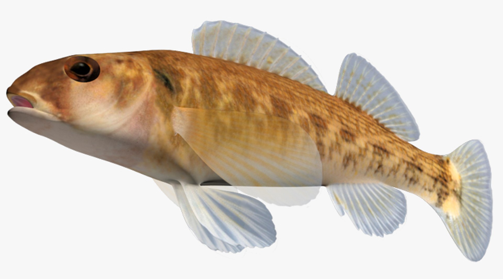 darter fish 3d fbx https://p.turbosquid.com/ts-thumb/1g/Fu3xyO/bqJ5sEFP/2/jpg/1453379998/1920x1080/fit_q87/f31937a7d34830e62dece92ce20b06235de16b9a/2.jpg