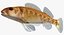 Collezione Darter Fish 4