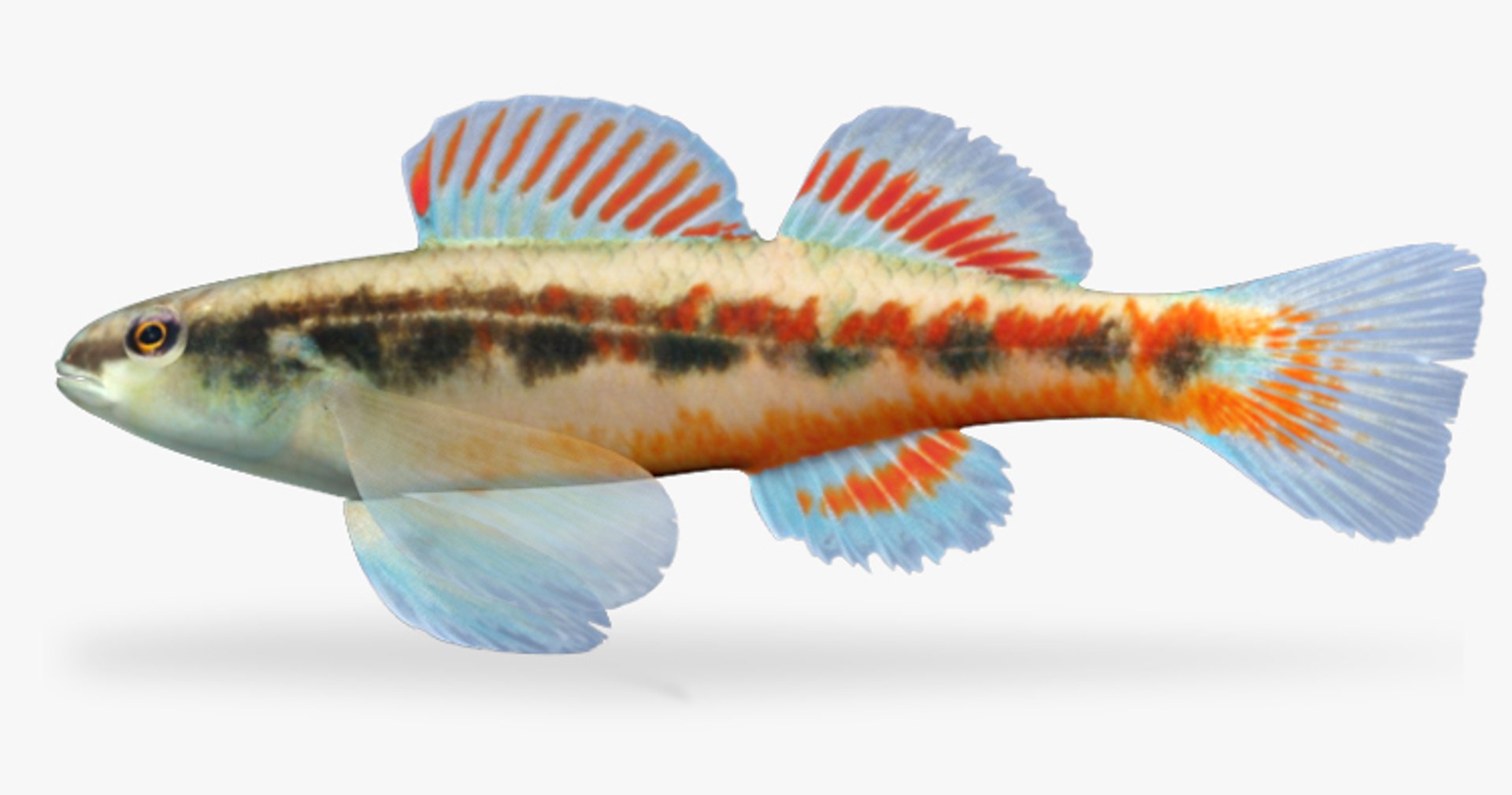 darter fish 3d fbx https://p.turbosquid.com/ts-thumb/1g/Fu3xyO/cN6q1zAQ/1/jpg/1453382588/1920x1080/fit_q87/21b5e7e908f87ef97c1584643cf687f95be2a997/1.jpg