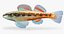 Collezione Darter Fish 4