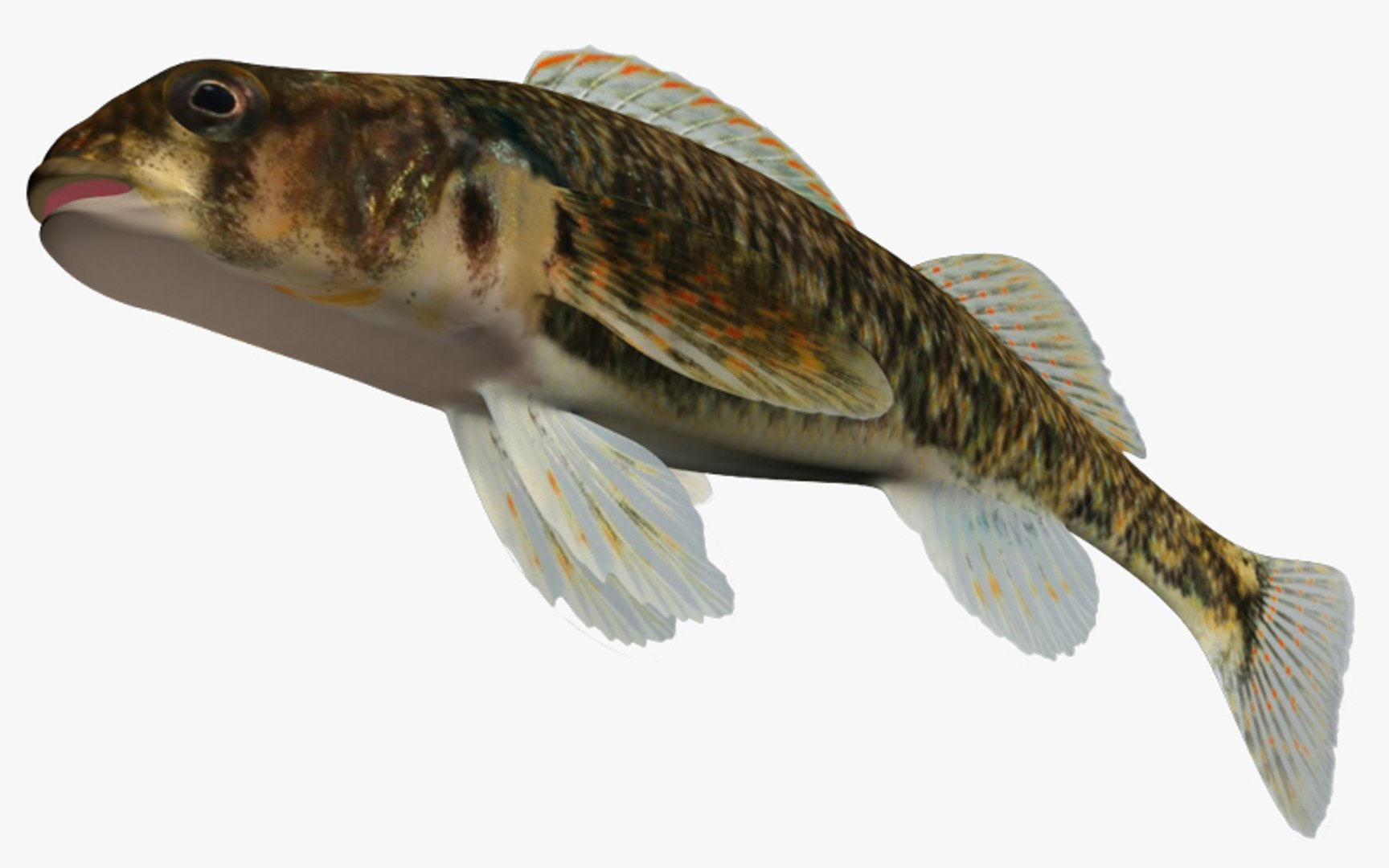 darter fish 3d fbx https://p.turbosquid.com/ts-thumb/1g/Fu3xyO/cUjqtE5z/2/jpg/1453382504/1920x1080/fit_q87/6eb182ad86dbde3ea5f1e71793af2212b669cfd4/2.jpg
