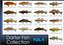 Collezione Darter Fish 4