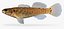 Collezione Darter Fish 4