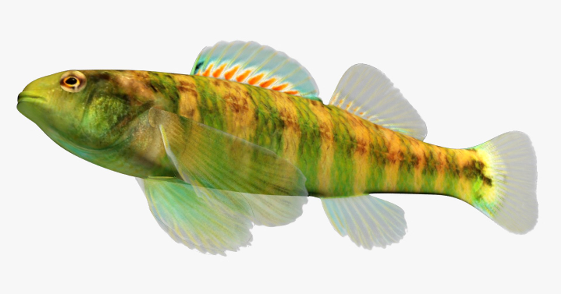 darter fish 3d fbx https://p.turbosquid.com/ts-thumb/1g/Fu3xyO/hS98GA9t/2/jpg/1453382655/1920x1080/fit_q87/6ca6ff6a03faaa1cf7d688b50206a6e1224fbe88/2.jpg