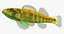Collezione Darter Fish 4