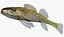 Collezione Darter Fish 4