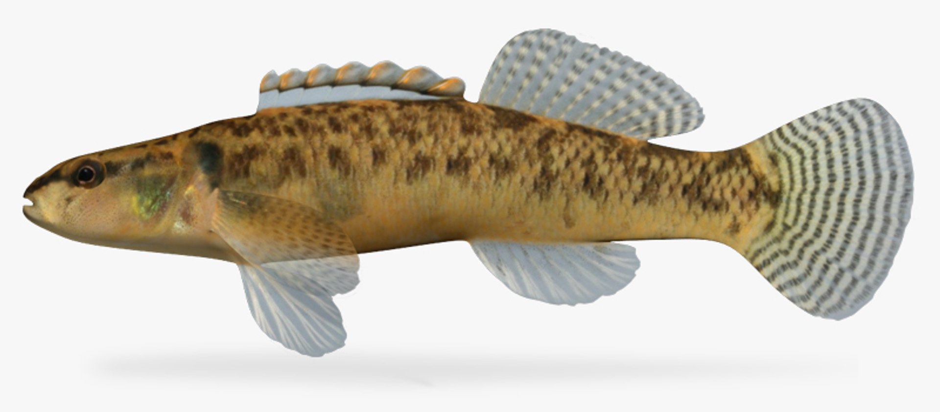 darter fish 3d fbx https://p.turbosquid.com/ts-thumb/1g/Fu3xyO/rIAAexhj/1/jpg/1453382520/1920x1080/fit_q87/459e59a7f419726b9b0e079d37ec46552de4075a/1.jpg