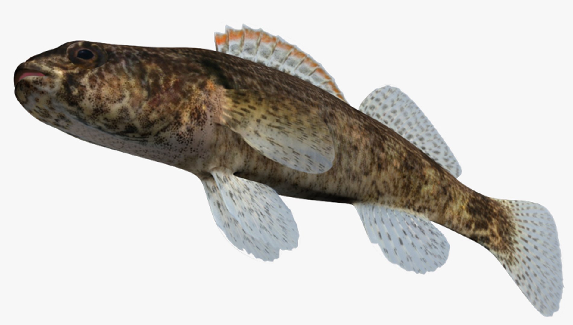 darter fish 3d fbx https://p.turbosquid.com/ts-thumb/1g/Fu3xyO/tsGVurMn/2/jpg/1453382563/1920x1080/fit_q87/1531d67b2db2775505b8bf3d9c941b690adb403b/2.jpg