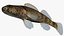 Collezione Darter Fish 4