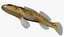 Collezione Darter Fish 4