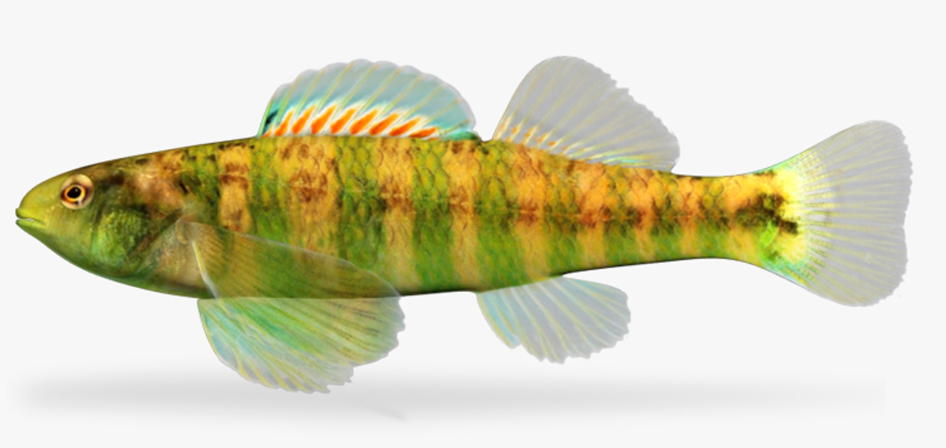 darter fish 3d fbx https://p.turbosquid.com/ts-thumb/1g/Fu3xyO/wv67Zbnu/1/jpg/1453382655/1920x1080/fit_q87/939ab2603e9e8d27951f471d61d8155324e01529/1.jpg