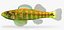 Collezione Darter Fish 4