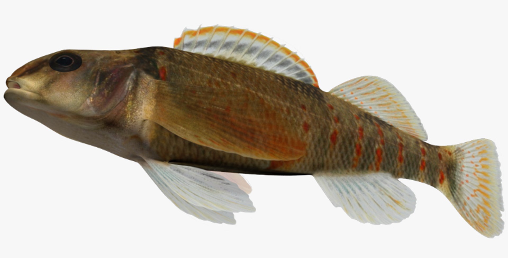 darter fish 3d fbx https://p.turbosquid.com/ts-thumb/1g/Fu3xyO/xiHDgMY3/2/jpg/1453382643/1920x1080/fit_q87/bbb166725673cbe9c52a905e5e866f041112db6b/2.jpg