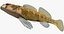 Collezione Darter Fish 4