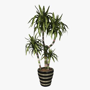 3dsmax indoor plant dracaena lisa