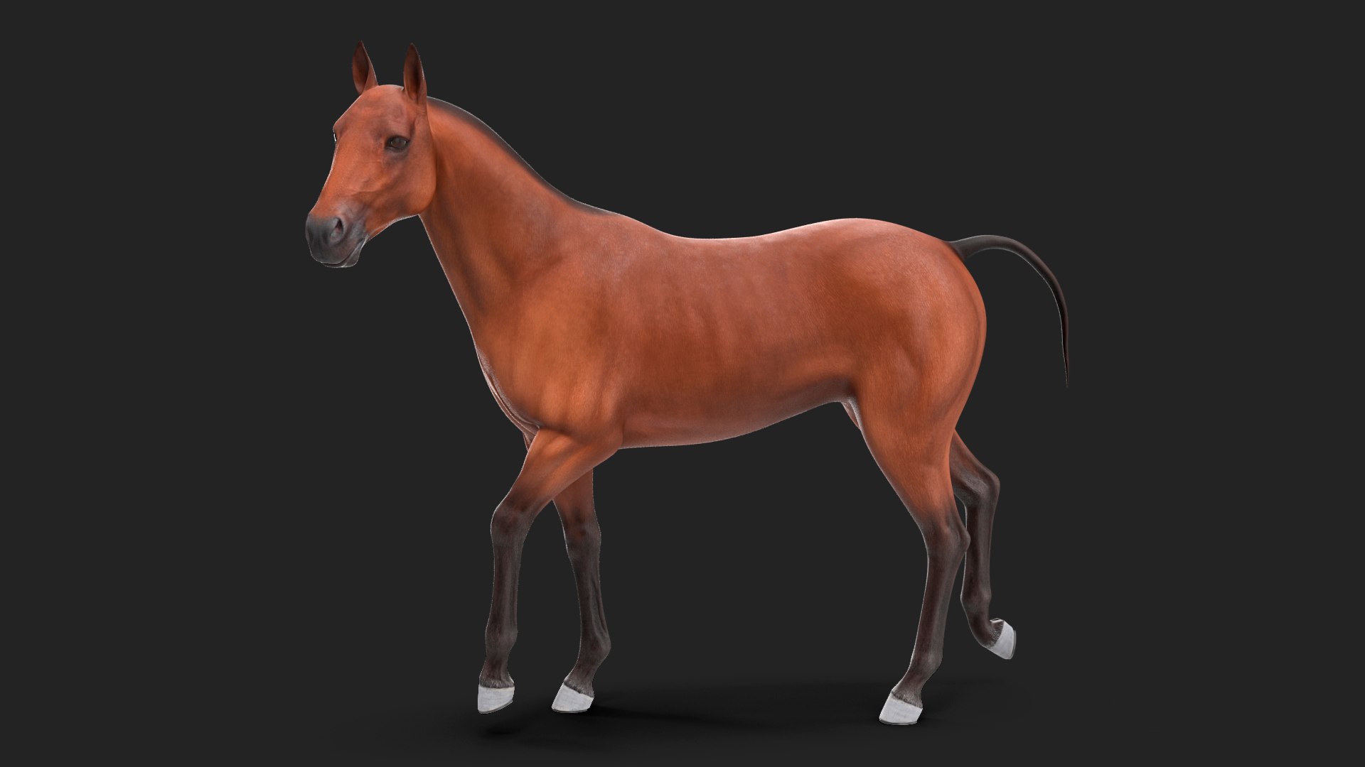 Bay Horse Rigged 3D model preview