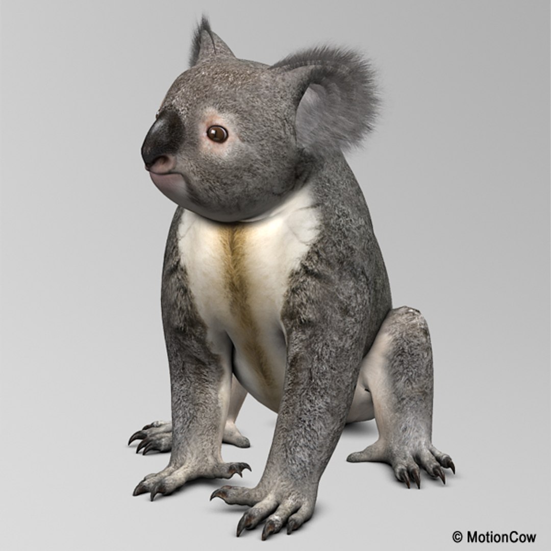 3d Model Realistic Rigged Animation