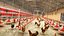 Sistema automático para fazendas: coleta de vacas e galinhas.