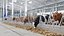 Sistema automático para fazendas: coleta de vacas e galinhas.