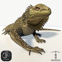 Iguana Rigged (low poly)