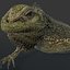 3d iguana rig animation model