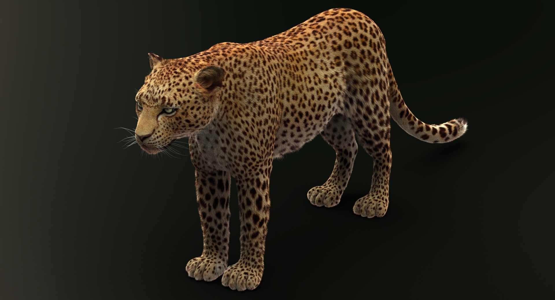 Leopard rigged animations 3 3D - TurboSquid 1353708