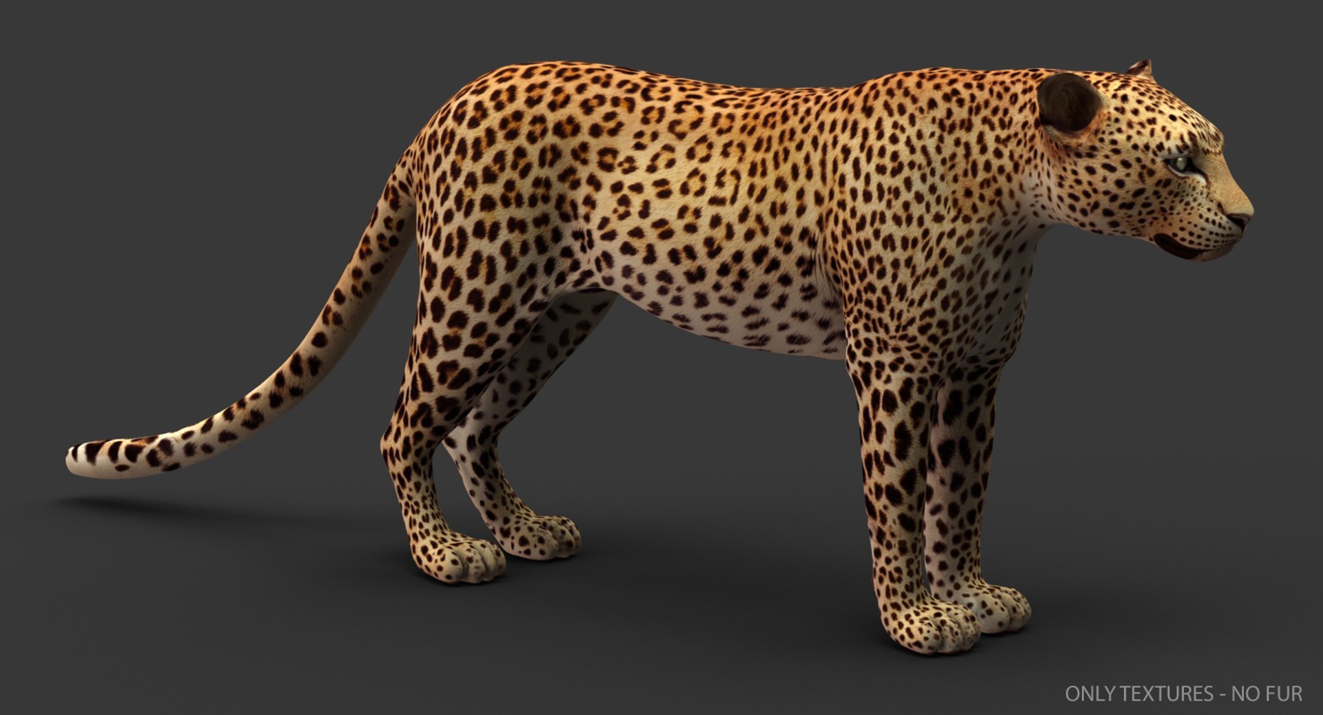 Leopard rigged animations 3 3D - TurboSquid 1353708
