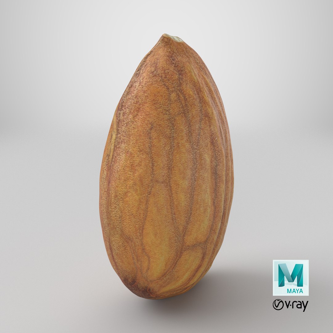Almond Nut 01 3D https://p.turbosquid.com/ts-thumb/1h/2fkJrt/Ga/stemcell_maya_vray_render/png/1761054878/1920x1080/fit_q87/34c455b663a13bcbeb2b65e571d0064602612ec7/stemcell_maya_vray_render.jpg