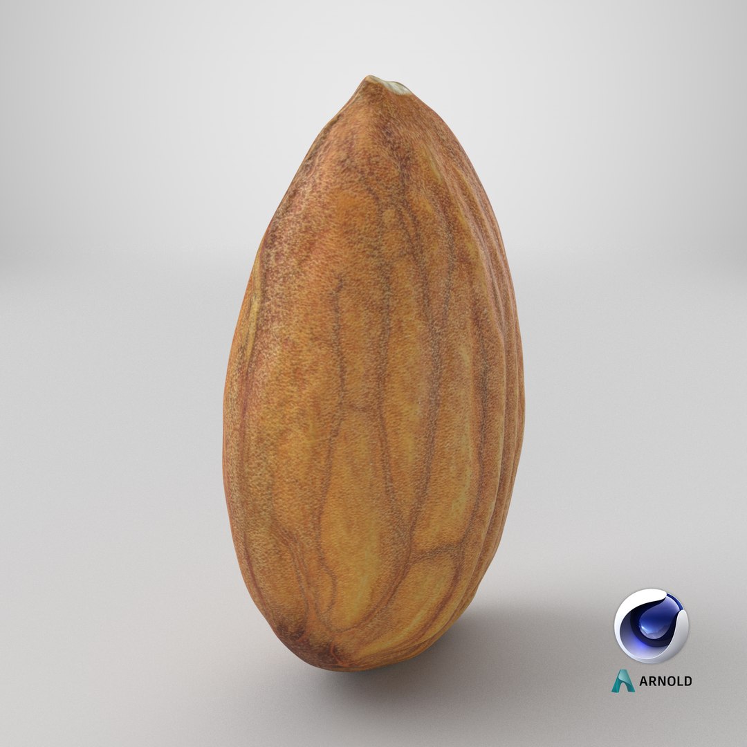 Almond Nut 01 3D https://p.turbosquid.com/ts-thumb/1h/2fkJrt/c8/stemcell_cinema_4d_arnold_render/png/1761054880/1920x1080/fit_q87/7590119d07a85c4b4c5f4fba6f413267c0b4b3bb/stemcell_cinema_4d_arnold_render.jpg