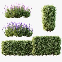 AV Ligustrum Ovalifolium Argenteum Aureum Box Hedge Lavandula Pedunculata Atlantica Stoechas