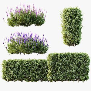 AV Ligustrum Ovalifolium Argenteum Aureum Box Hedge Lavandula Pedunculata Atlantica Stoechas