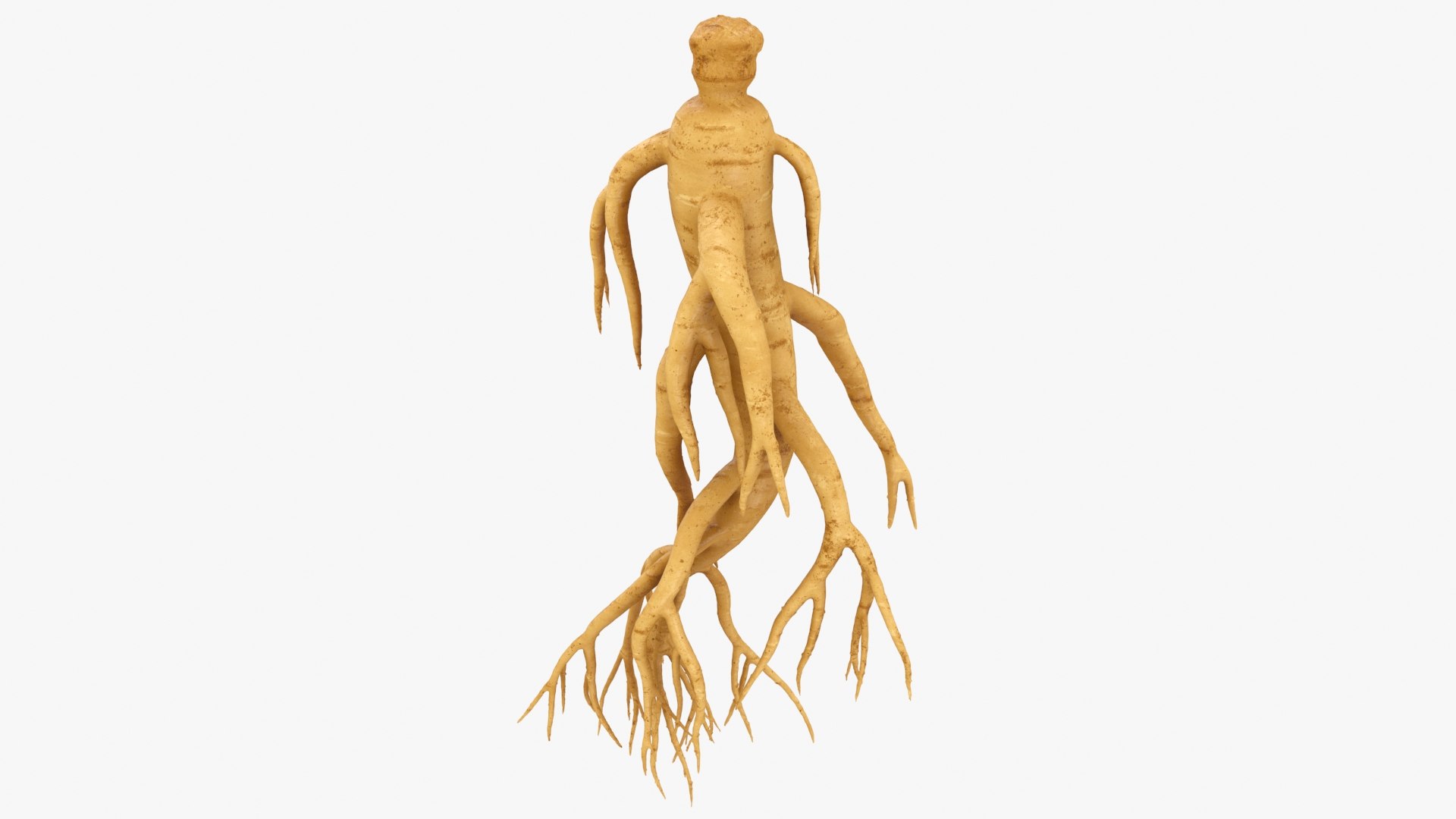 3D Ginseng 03 model https://p.turbosquid.com/ts-thumb/1h/BTVu4H/0x/ginseng03_b0014/jpg/1723884980/1920x1080/fit_q87/ef001bfbe8439e4a90708a94ebda0ea1ecc1c457/ginseng03_b0014.jpg