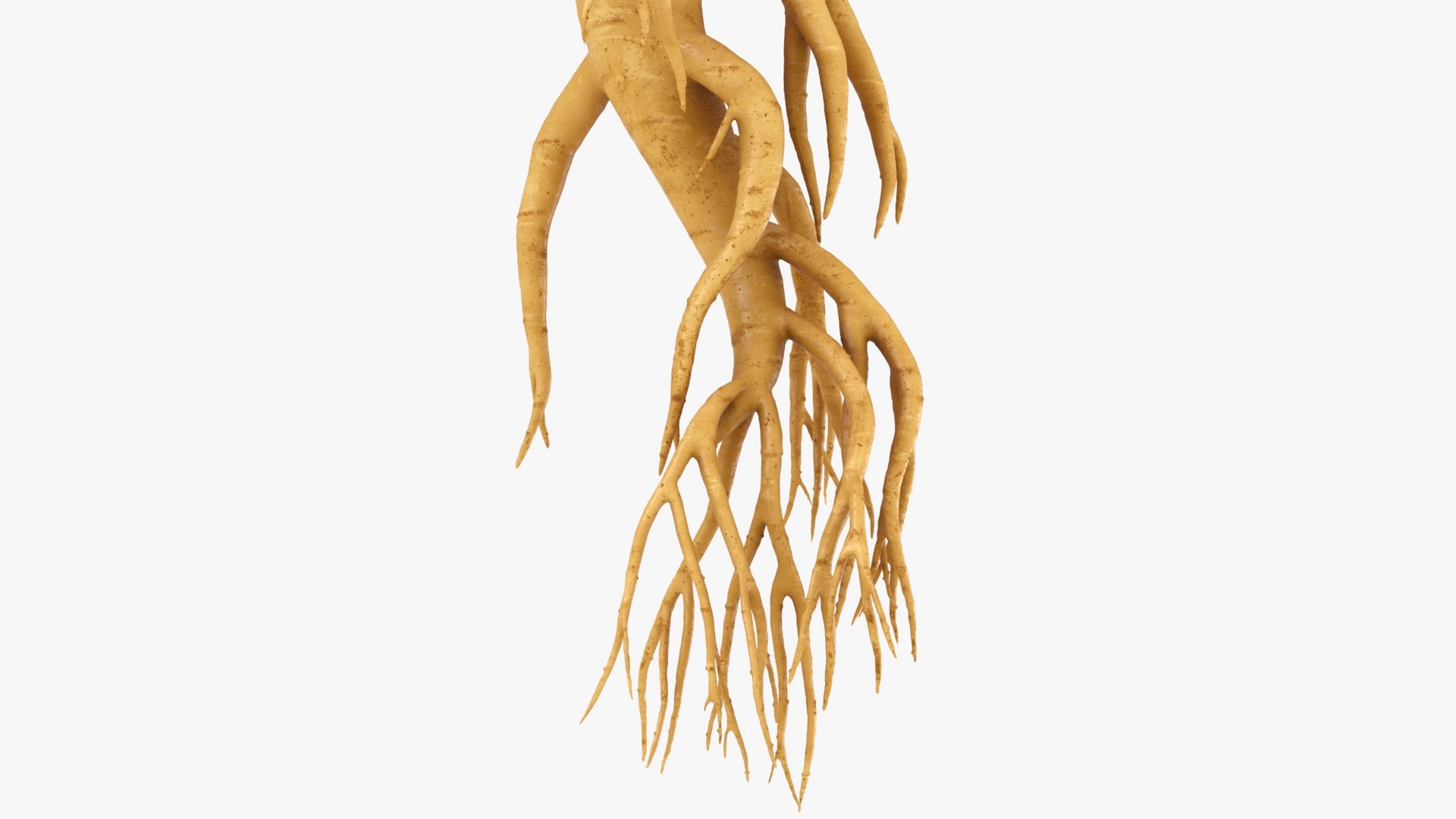 3D Ginseng 03 model https://p.turbosquid.com/ts-thumb/1h/BTVu4H/B2/ginseng03_b0004/jpg/1723884976/1920x1080/fit_q87/596158a8374b0183651db8a28af0a73f10bf76fe/ginseng03_b0004.jpg